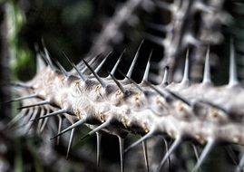 thorny branch of alluaudia procera