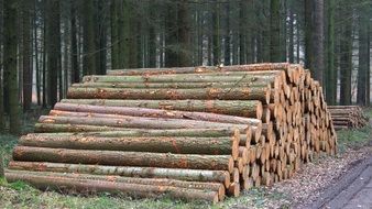 tree trunks pile at forest