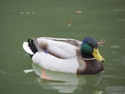 Photo of duck swimming in a pond