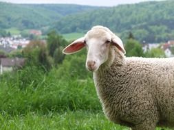 curly sheep in the village