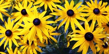 closeup photo of yellow sun hat flowers