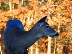 Deer on the background of autumn forest