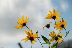 yellow anemones