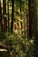 giant red trees in the forest