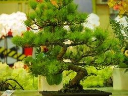 pine in a flower pot