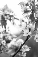 black white photo of apple tree branch with flowers