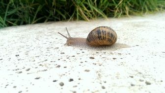 very beautiful snail animals