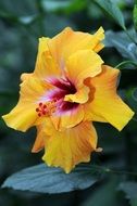 bright yellow hibiscus garden flower