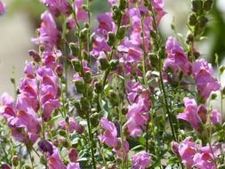 antirrhinum majus blossom
