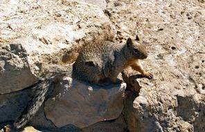 gopher squirrel