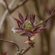 young shoot on a tree branch in spring
