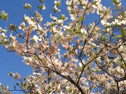 blossoms dogwood against the blue sky