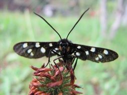 macro photo of the spotted butterfly is on a flower