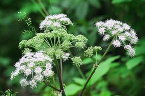 bewitching mountain flower