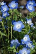 blue and white anemones