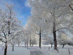 winter morning snow