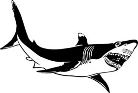 Black and white picture of a shark