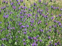 purple meadow flowers in Australia