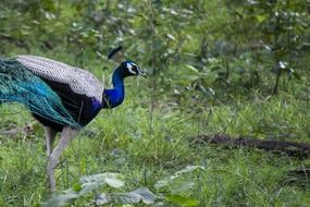 astounding peacock bird