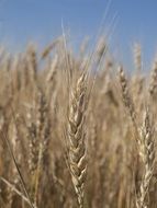 Natural wheat field