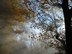 Sunlight on the foliage