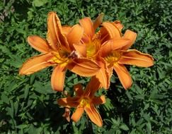 orange daylily in the garden in summer