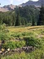 picturesque meadow on the background of fir trees