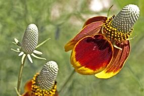 unusual flowers with bright brown petals