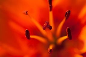 Macro Lily red