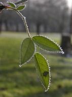 frozen green leaves on a branch