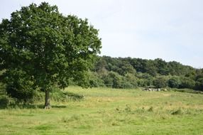 green trees field countryside