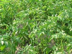 green potato field