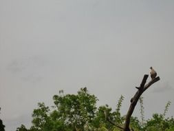 bird perched dry wood at cloudy sky