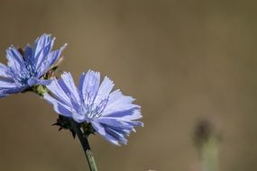 Violet flowers blossom