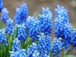 decorative flowers of hyacinth