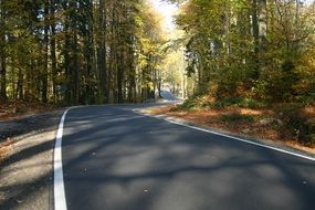 asphalt road in the autumn forest