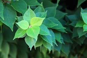 Natural green leaves