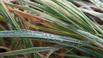 frosted green grass