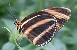 Colorful ribbon butterfly on a green plant at blurred background with green plants