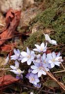 purple spring flowers on a forest cover