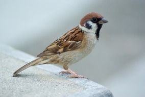 tree sparrow outside