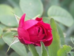 surprising beauty rose on a blurred background