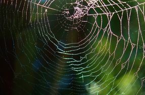 spider web in the sunshine