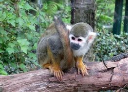 Squirrel monkey sits on fallen tree trunk in forest