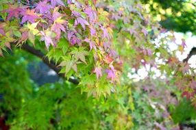 maple leaves on a tree branch on a blurred background