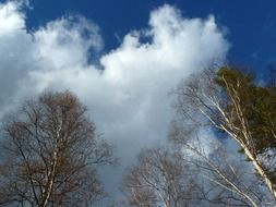white clouds over birch forest