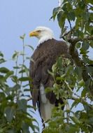 bald eagle on a tree branch