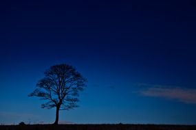 tree silhouette on the dark blue sky