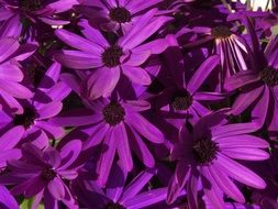 bunch of purple flowers, cineraria
