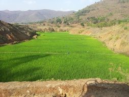 rice paddy in mountain valley